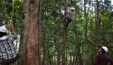 Curso de escalada em árvores de grande porte é realizado na Fazenda São Nicolau