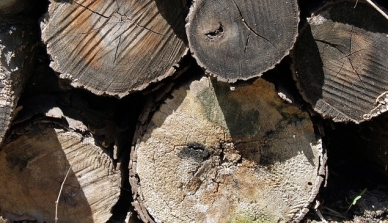 Mato Grosso apresenta redução no desmatamento em abril