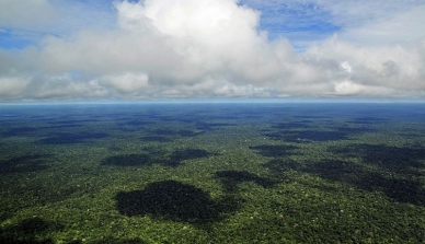 Diversidade faz floresta na Amazônia resistir à mudança do clima