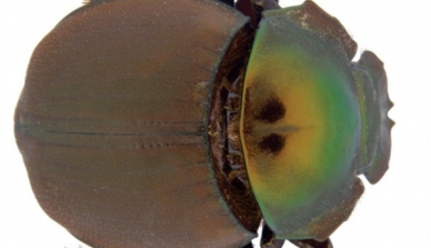 Nova espécie de escaravelho Hansreia peugeoti foi descoberta na Fazenda São Nicolau e classificada em 2015