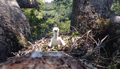 Projeto de proteção à harpia na Amazônia coleta mais de cinco mil fotos de ninhos e promove o turismo responsável para observação da águia