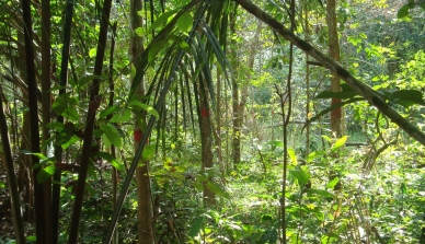 Projeto Poço de Carbono Florestal Peugeot-ONF mede quantidade de carbono estocado nas árvores de reflorestamento da Fazenda São Nicolau