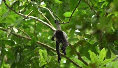 Pesquisa sobre a alimentação e as rotas preferidas pelos primatas na Fazenda São Nicolau pode contribuir na instalação de torres de observação para o ecoturismo