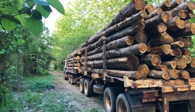 Os plantios de teca da Fazenda São Nicolau, após quase duas décadas estocando carbono, serão explorados para exportação de madeira