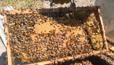 De temidas a colaboradoras: as abelhas oferecem uma nova atividade produtiva para a Fazenda São Nicolau