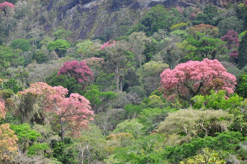 Foto da floresta da Hiléia Bahiana  ( com a sapucaias em floração) no Núcleo Jequitibá- Itamaraju-BA