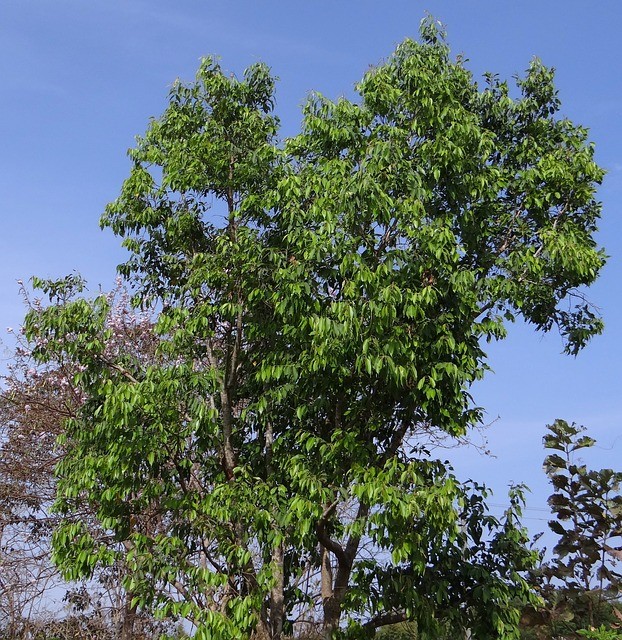 O Jamul (Syzygium cumini) é uma das espécies exóticas plantadas com 49 nativas em área de reflorestamento (Foto: Pixabay/ Domínio Público)