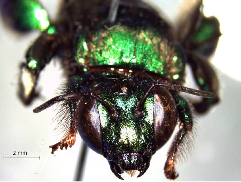   Indivíduo da Eufriesea fragrocara com a coloração verde típica dos machos (Foto: Schorn de Souza, Izzo e Anjos-Silva) 