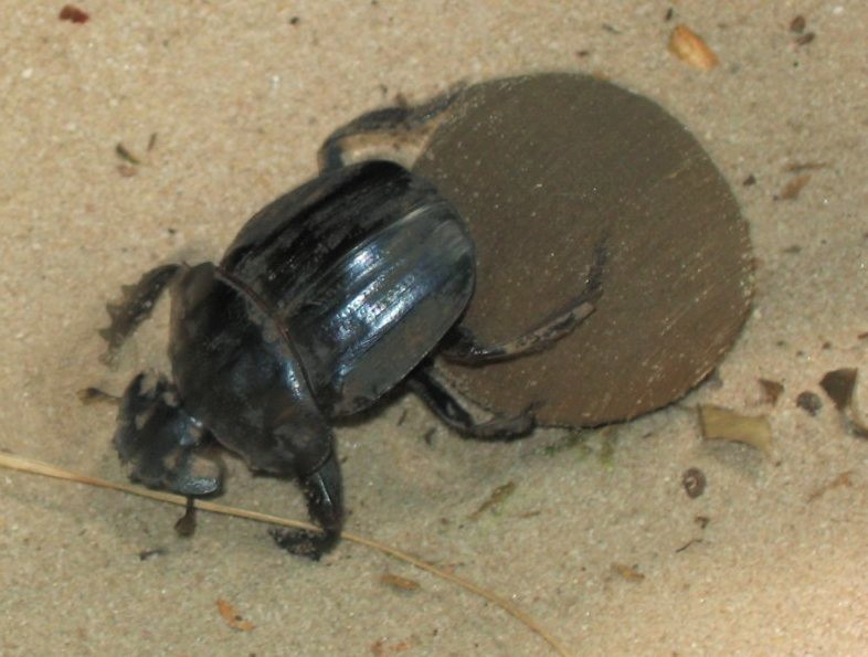 Os besouros da família Scarabaeinae são conhecidos vulgarmente como “rola-bosta” (Fonte: Wikimedia/ Creative Commons)