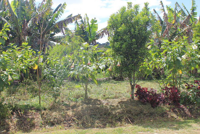 Exemplo de Sistema Agroflorestal no Paraná (Fonte: Renata Sembay/ Flickr/ Domínio Público: goo.gl/oXzC8D) 
