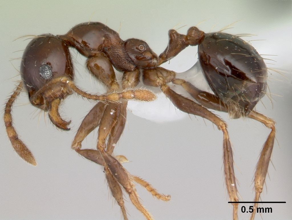 mutualismo-formigas-e-plantas