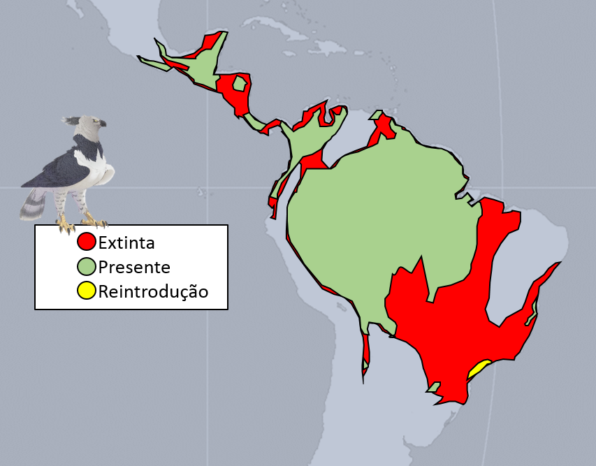 A harpia já perdeu 41% da sua distribuição, e do restante, 93% estão concentrados na Amazônia. Na Mata Atlântica, a Serra do Mar apresenta potencial para reintrodução.