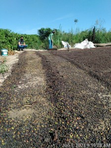 Aprimorar técnicas para a pós-colheita do café agroecológico é um dos objetivos das Unidades Demonstrativas a serem implementadas no PA Juruena e na Fazenda São Nicolau (Foto: Acervo ONF Brasil)