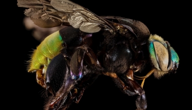 O primeiro registro da abelha <i>Eufriesea pulchra</i> no Mato Grosso, em região da Floresta Amazônica, foi realizado na Fazenda São Nicolau em 2007