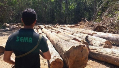 Ação combate exploração e transporte ilegal de madeira no norte do estado