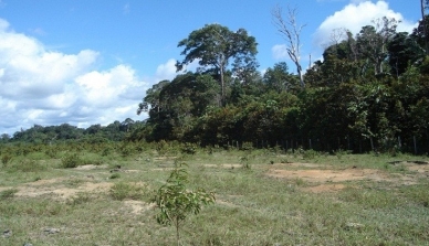 Estoque de carbono no solo no interior da floresta amazônica não alterou, aponta estudo