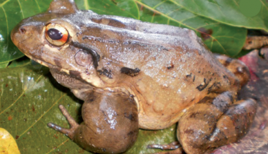 Estudiosos da Amazônia coletam dois exemplares do sapo <i>Leptodactylus paraensis</i> na região sul da floresta tropical