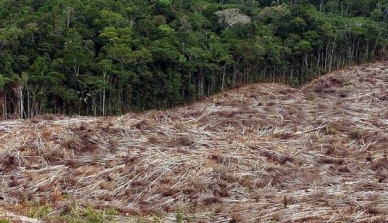Frear desmatamento na Amazônia é desafio do Brasil no Acordo de Paris