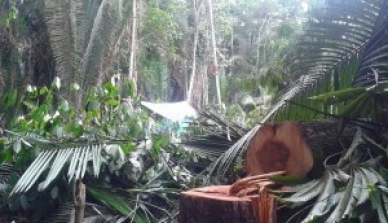 Área de Manejo Florestal da ONF Brasil é invadida por grileiros