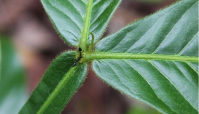 Como o comportamento das formigas pode ajudar na recuperação vegetal da Amazônia