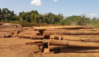 Sema multa madeireiras em R$ 486 mil por receptar madeira ilegal