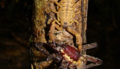 Equipe de pesquisadores fotografa espécie de escorpião carregando presa em região do sul da Amazônia