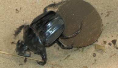 A presença de escaravelhos da família Scarabaeinae em ilhas e na margem do rio Juruena (MT) é influenciada pelas alterações no ambiente