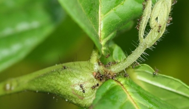 Plantas colonizadas por formigas liberam estímulos químicos para atrair estes insetos e se protegerem de outros animais herbívoros