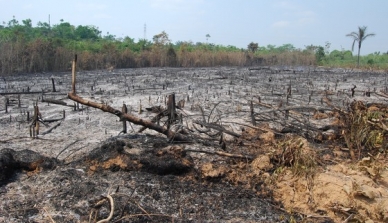 Brasil reconhece que combate ao desmatamento da Amazônia está estagnado