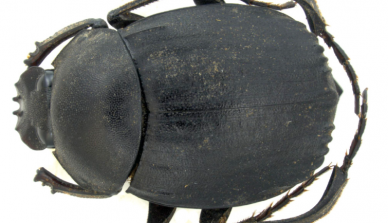Quinze novas espécies de escaravelho, os chamados “rola-bosta”, são descritas após revisão do gênero Deltochilum
