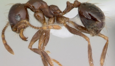 Pesquisadores medem a eficiência do reflorestamento na Fazenda São Nicolau a partir das relações mutualísticas entre formigas e plantas