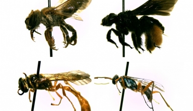 Pesquisador coleta mais de 1.500 ninhos de abelhas e de vespas solitárias na Fazenda São Nicolau para avaliar o efeito dos reflorestamentos na recuperação deste grupo e seus serviços ambientais