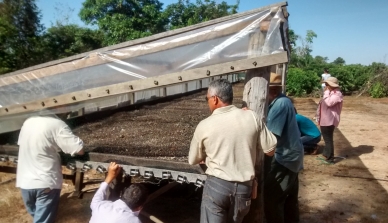 Intercâmbio entre agricultores do Noroeste de Mato Grosso incentiva troca de experiências sobre terreiro suspenso para a pós-colheita do café