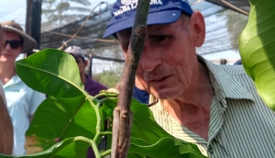 Enxertia em mudas de castanheiras é tema de oficina na Fazenda São Nicolau e pode tornar o plantio de castanheiras atrativo para agricultores