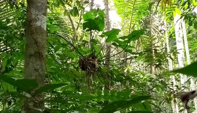 Após 10 anos de pesquisa sobre Jardins-de-formiga na Fazenda São Nicolau, grupo de pesquisadores publica revisão sobre o tema